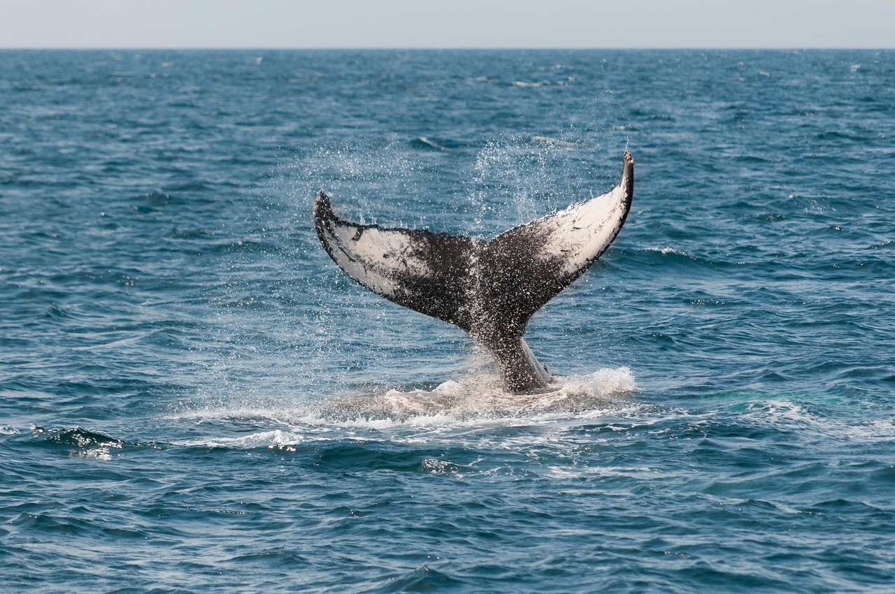 The Ultimate Guide to Whale Watching in Monterey Bay